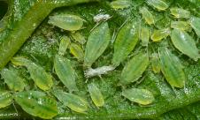 Păduchele verde al hameiului Păduchele verde al hameiului